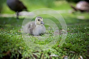 Ducklings resting and gracing on the green grass