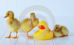 Ducklings with a Rubber Duckie photo