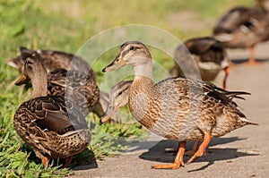 Ducklings searching for food