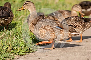 Ducklings searching for food