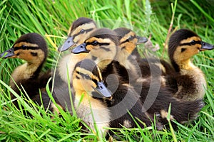 Ducklings Snuggled Together