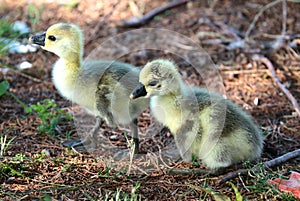 Ducklings Struggle To Take First Steps