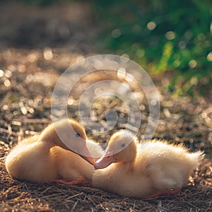 Ducklings. Two chicks in trave photo