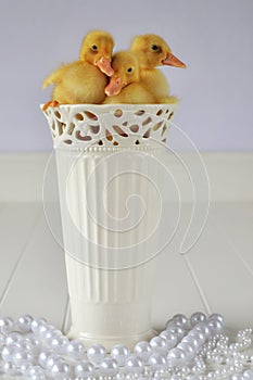 Ducklings in a Vase