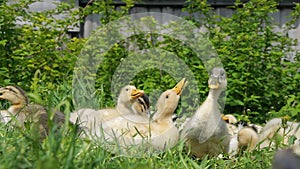 Ducklings walking through the grass drinking water, play eating grass sunny day basking in the sun quacking bright juicy