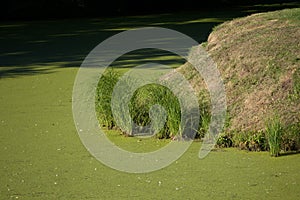 Duckmeat and bulrush over small pond