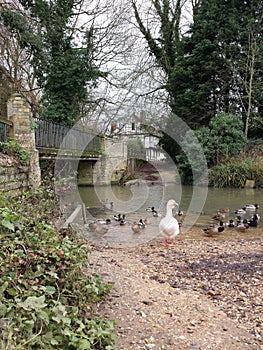 Duckpond