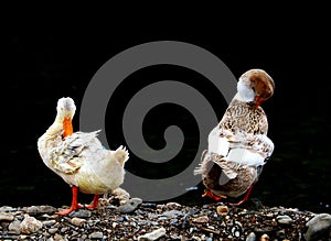 Ducks