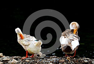 Ducks