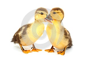 Ducks