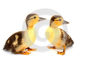 Ducks