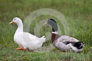 Ducks