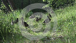 Ducks with adult ducklings in a grass on the bank of the lake in summer sunny day