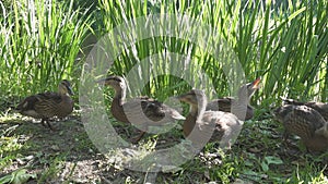 Ducks with adult ducklings in a grass on the bank of the lake in summer sunny day