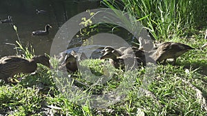 Ducks with adult ducklings in a grass on the bank of the lake in summer sunny day