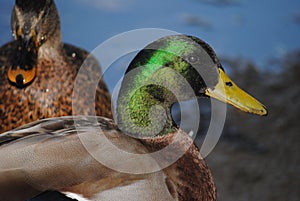 Ducks at Agua Caliente Park