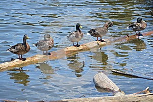 Ducks All in A Row