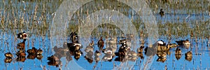 Ducks of all sorts rest in a marsh at Bosque del Apache National Wildlife Refuge in New Mexico