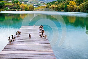 Ducks along a wooden path/jetty in a blue lake and autumn landscape