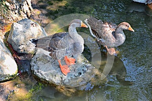 Ducks Anatidae swimming and resting in the water and banks of the Jordan River Trail with surrounding trees, Russian Olive, cott