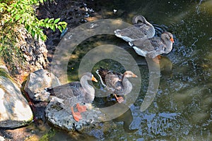 Ducks Anatidae swimming and resting in the water and banks of the Jordan River Trail with surrounding trees, Russian Olive, cott