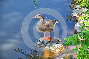 Ducks Anatidae swimming and resting in the water and banks of the Jordan River Trail with surrounding trees, Russian Olive, cott