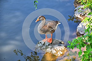 Ducks Anatidae swimming and resting in the water and banks of the Jordan River Trail with surrounding trees, Russian Olive, cott