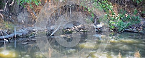 Ducks Anatidae swimming and resting in the water and banks of the Jordan River Trail with surrounding trees, Russian Olive, cott