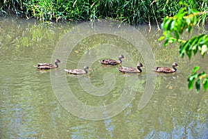 Ducks Anatidae swimming and resting in the water and banks of the Jordan River Trail with surrounding trees, Russian Olive, cotton