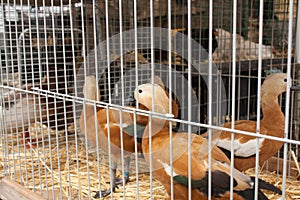 Ducks on the animal market in Mol, Belgium