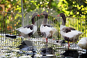 Ducks in the artificial lake