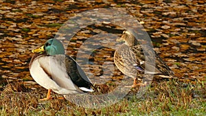 Ducks and autumn leaves standing on a lake