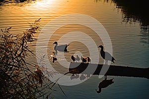 Ducks and baby ducks by sunset in the river Vlissingen, Nederland photo