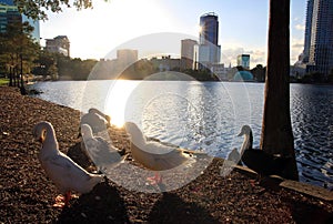 Ducks in the back light