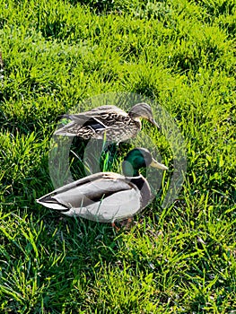 Ducks on a background of grass