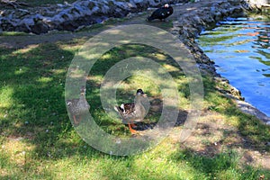 Ducks on the bank of the stream in the Zoo of the Askania Nova National Nature Reserve. Kherson region. Ukraine