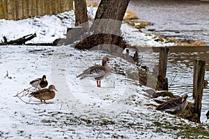 Ducks on the banks of the Glan river in Meisenheim