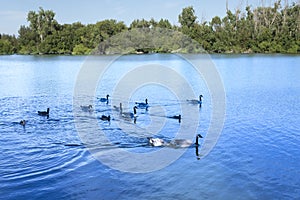 Ducks on a beautiful Lake