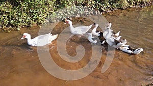 ducks are being spawning on a river