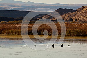 Ducks on Benson Pond