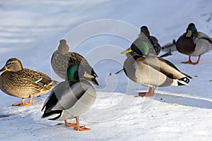 Ducks, birds, females and males in the snow, the shore of the fr