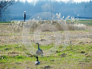 Ducks in the sunny meadow photo