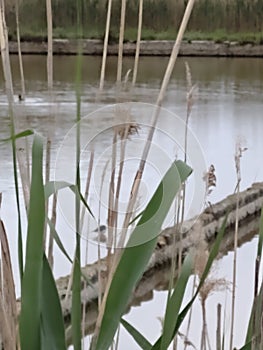 Ducks birds water reeds lake