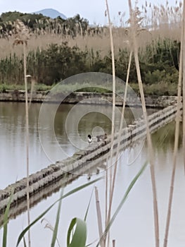 Ducks birds water reeds lake