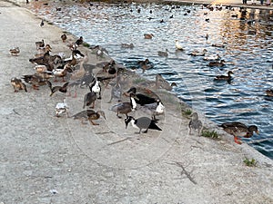 Ducks with black beaks in an artificial pond with cloudy water, looking for food