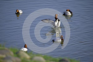 Ducks black and white at Sukhna Lake chandigarh