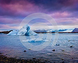 Ducks between blue icebergs in Jokulsarlon glacial lagoon