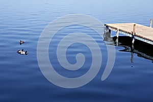 Ducks on blue water near a wooden dock
