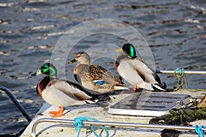 Ducks on board, Glasson Dock, Lancashire
