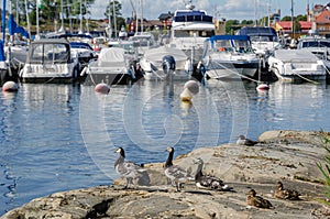 Ducks and boats in harbor Djurgarden Stockholm Sweden